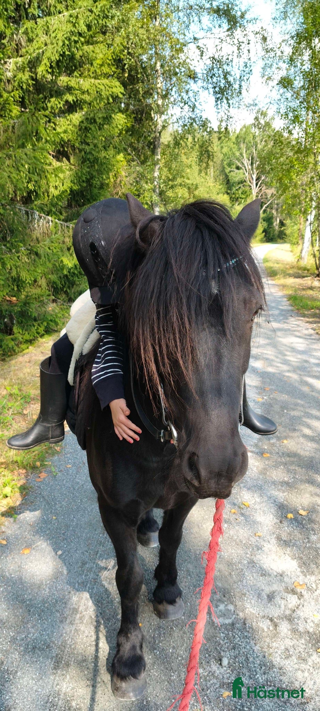  medryttarhäst finnes: Betalande medryttare sökes i Nora - Annons 3