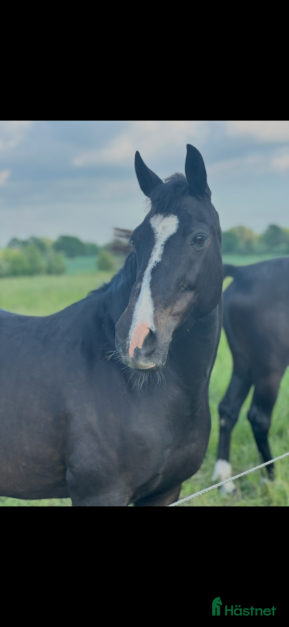  hästar Trevligt sto  - Annons 6