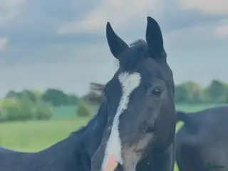 hästar Trevligt sto - Annons 6