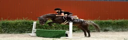 Hoppning hästar till salu: Amazing C-pony  - Annons 2