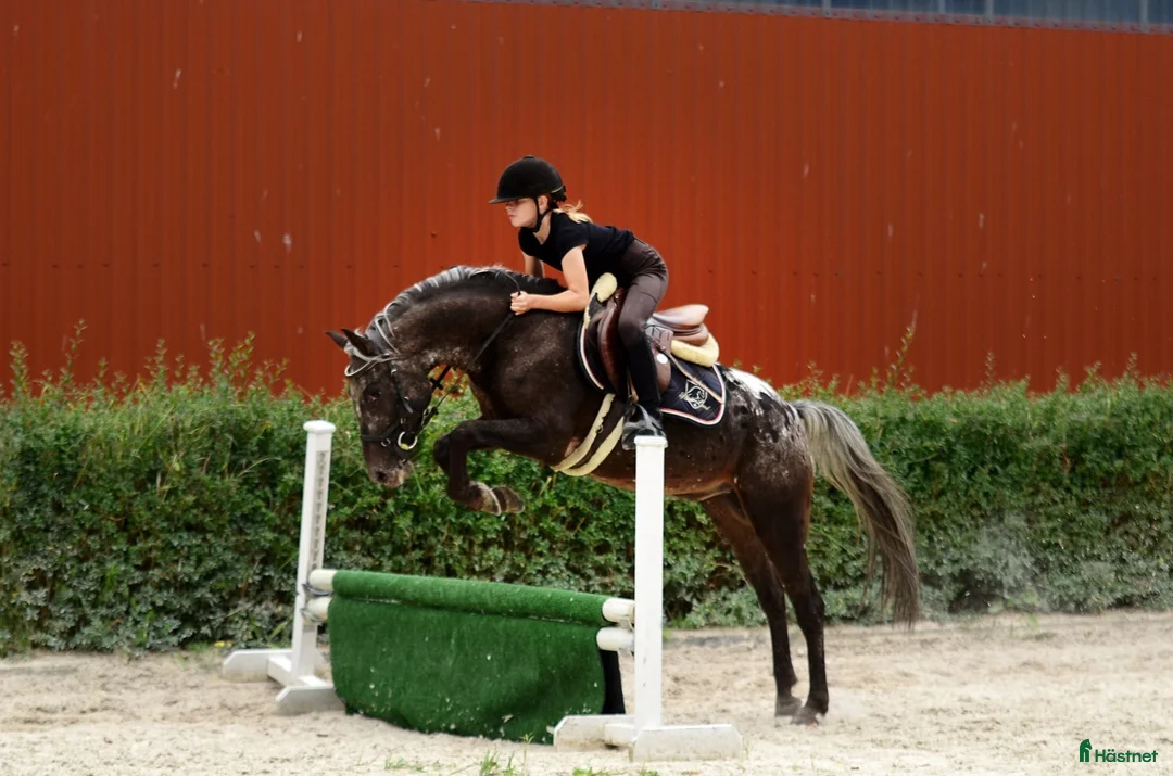 Hoppning hästar till salu: Amazing C-pony  - Annons 2