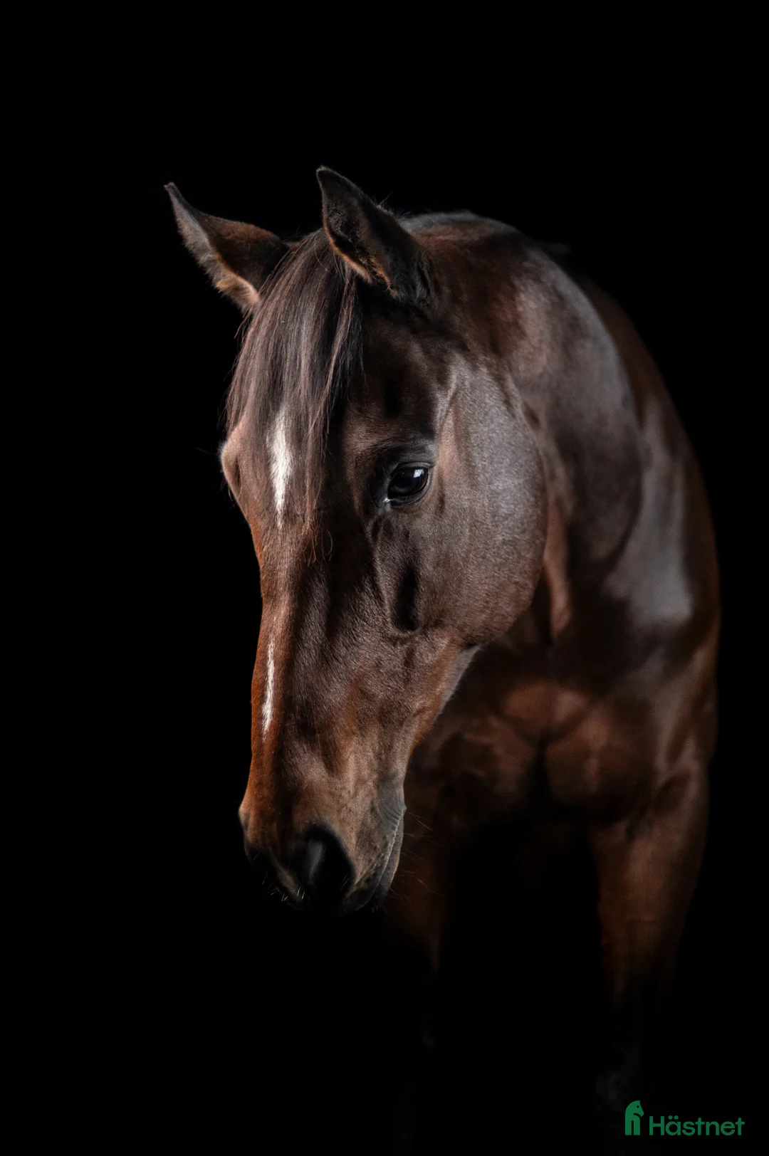 Allround hästar till salu: Världens gosigaste bästa vän - Annons 2