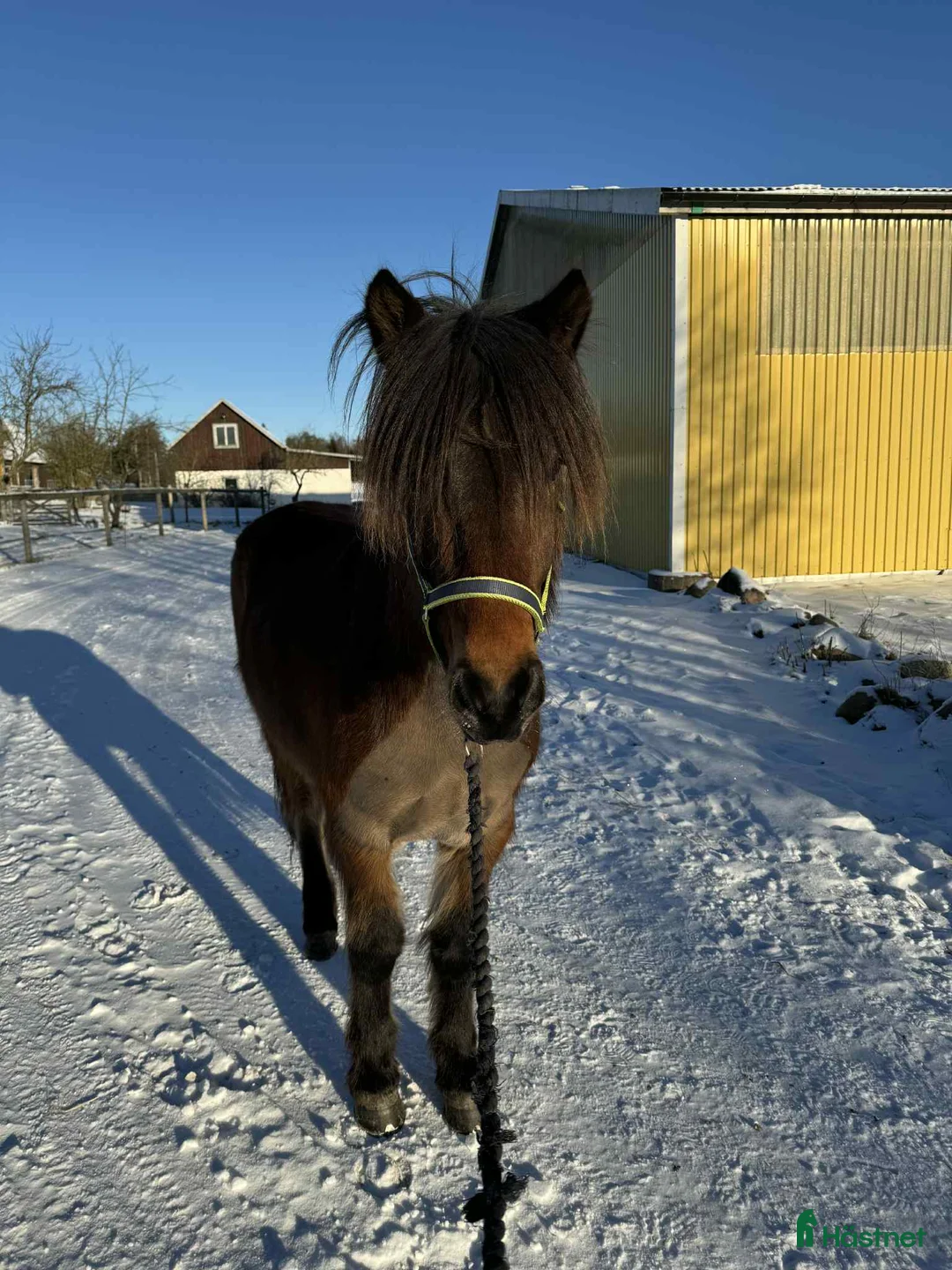 Island hästar till salu: 🌟Ung lovande supertalang!! - Annons 3