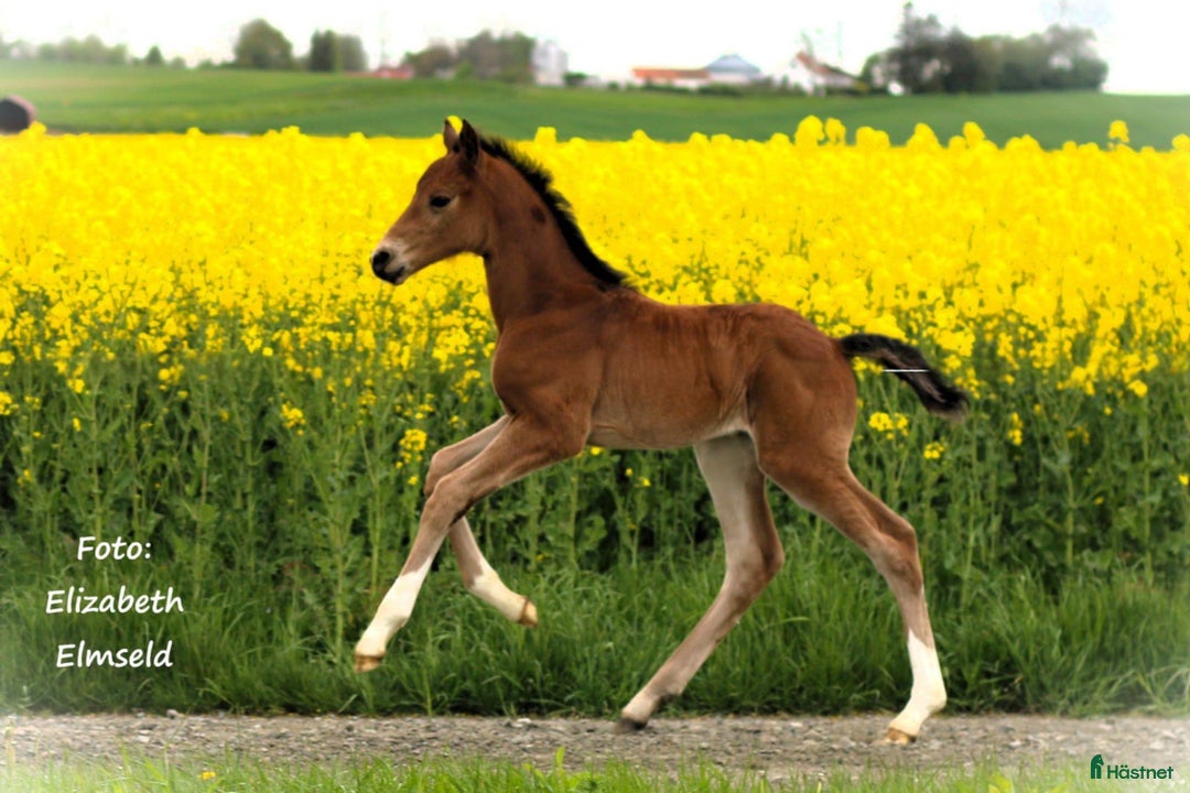 Hoppning hästar till salu: Hingstföl e: Django Z (Dourkhan Hero Z)-Valentino  i Borrby - Bild 2