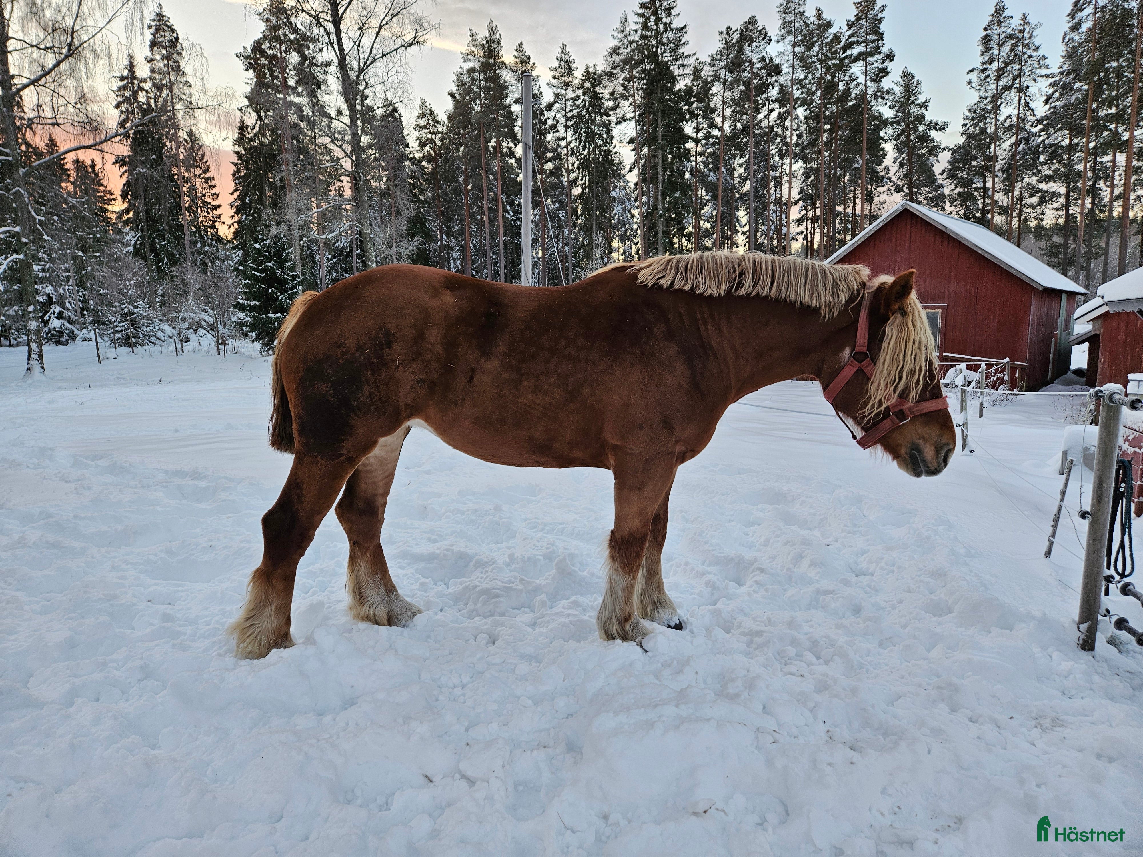  hästar Ardenner sto i Alstermo - Annons 7