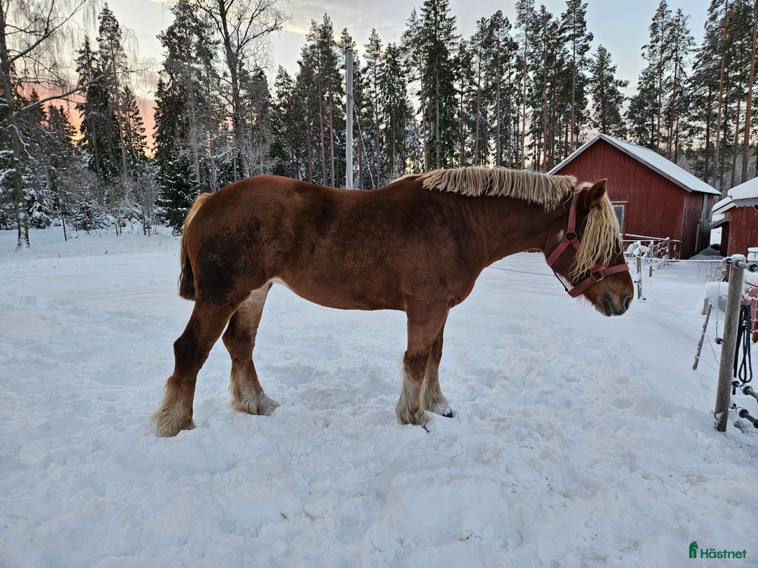 Allround hästar till salu: Ardenner sto i Alstermo - Annons 1
