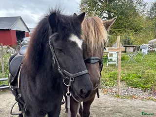 hästar Otroligt charmig valack - Annons 2