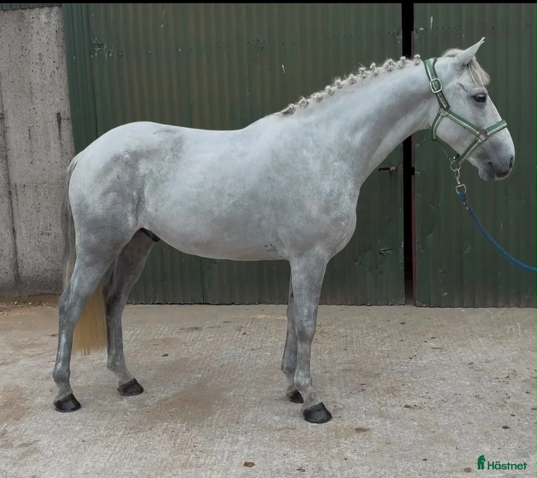 Hoppning hästar till salu: 138 gelding - Annons 8