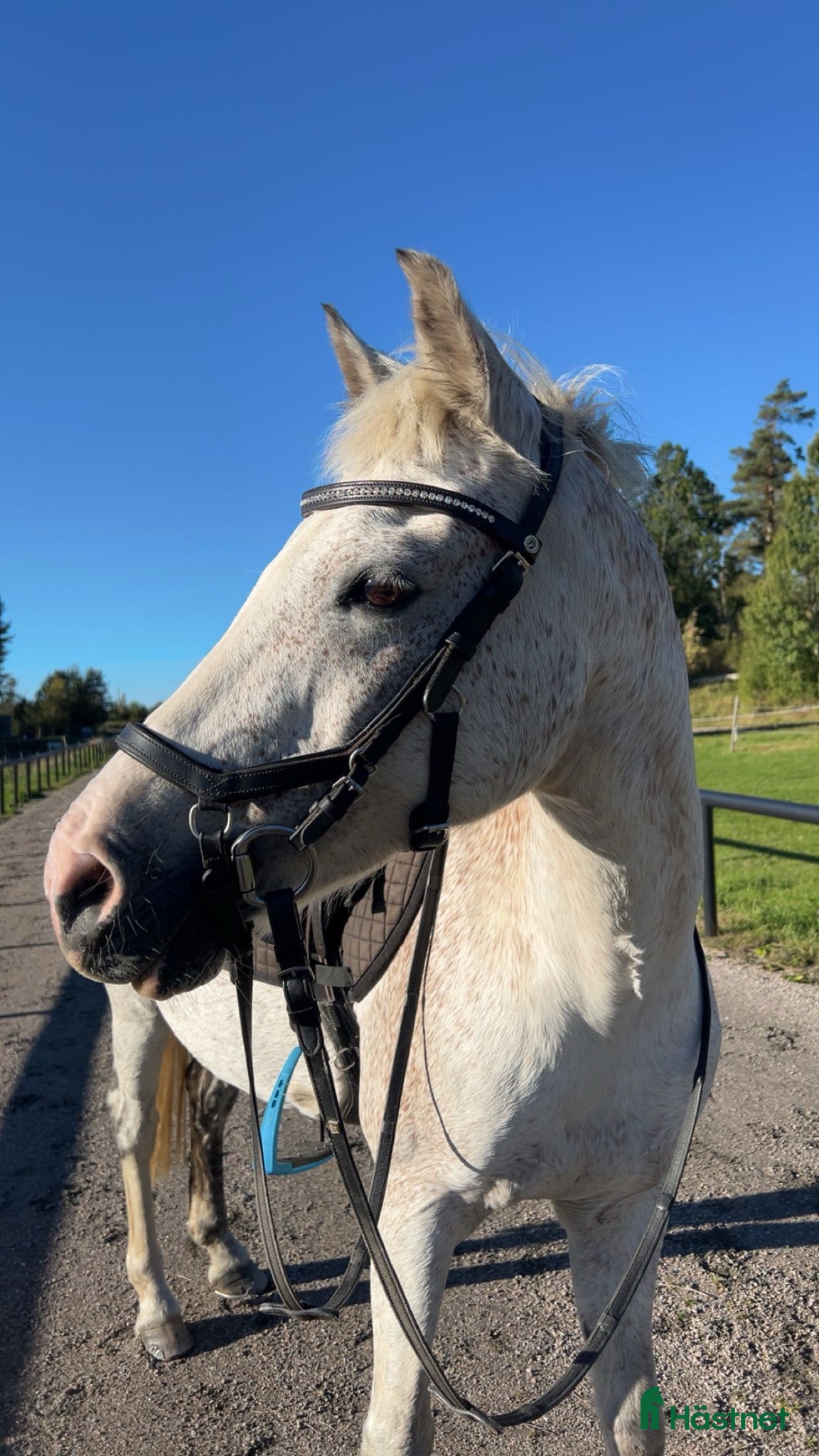  hästar Snällt C-ponnysto - Annons 2