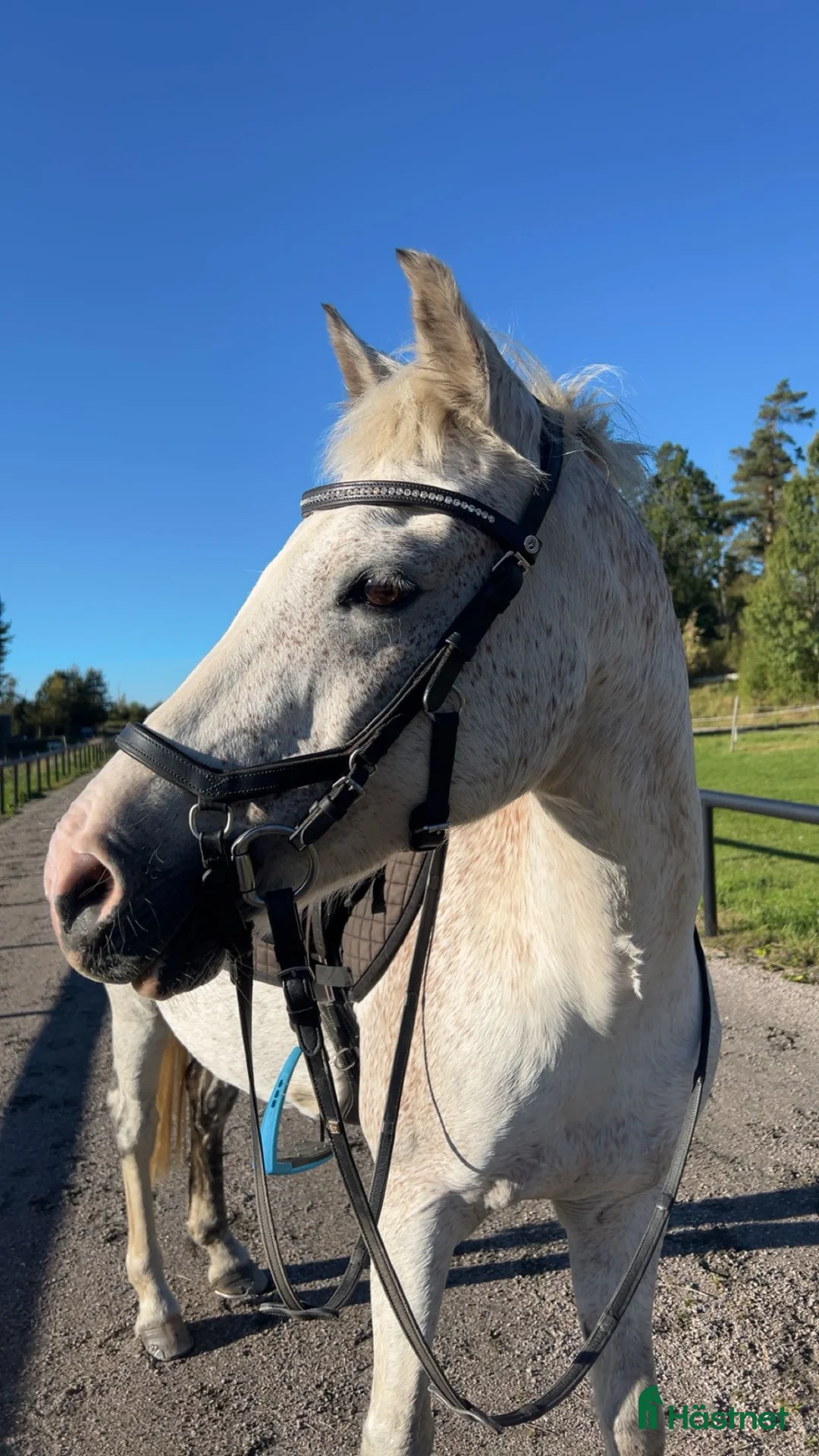 Allround hästar till salu: Snällt C-ponnysto - Annons 2