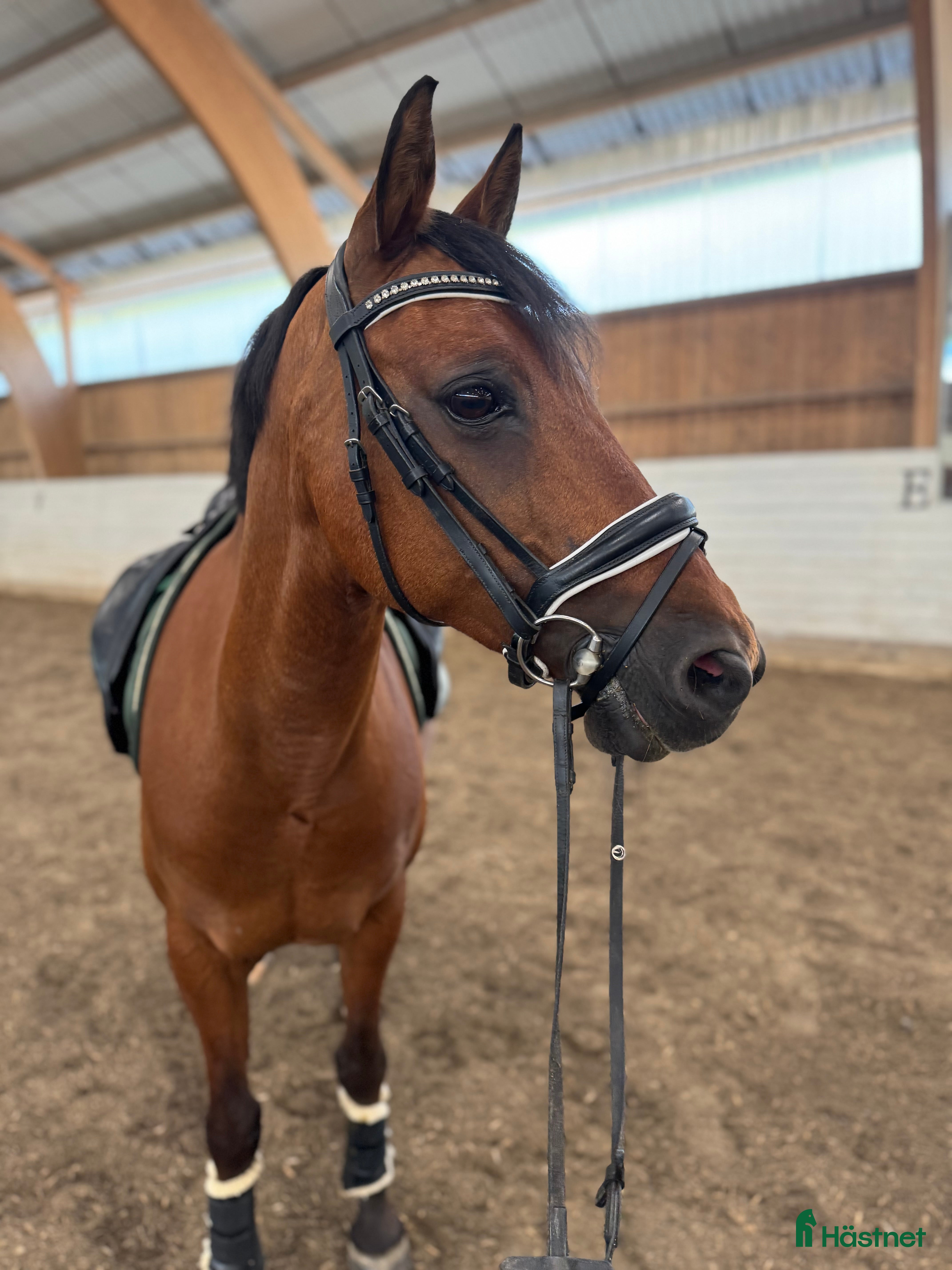  foderhäst Maxad D ponny FEI önskas i Ingarö - Annons 6