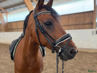 foderhäst Maxad D ponny FEI önskas i Ingarö - Annons 9