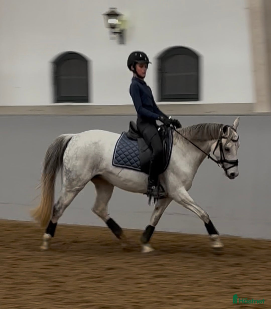 Dressyr hästar till salu: Tävlingsponny kat C i Hyltebruk - Annons 2