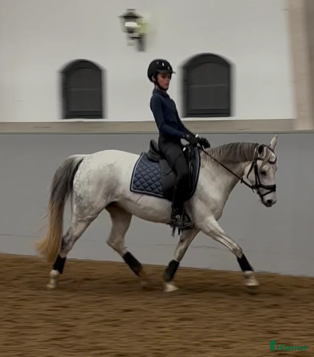 Dressyr hästar till salu: Tävlingsponny kat C i Hyltebruk - Annons 2