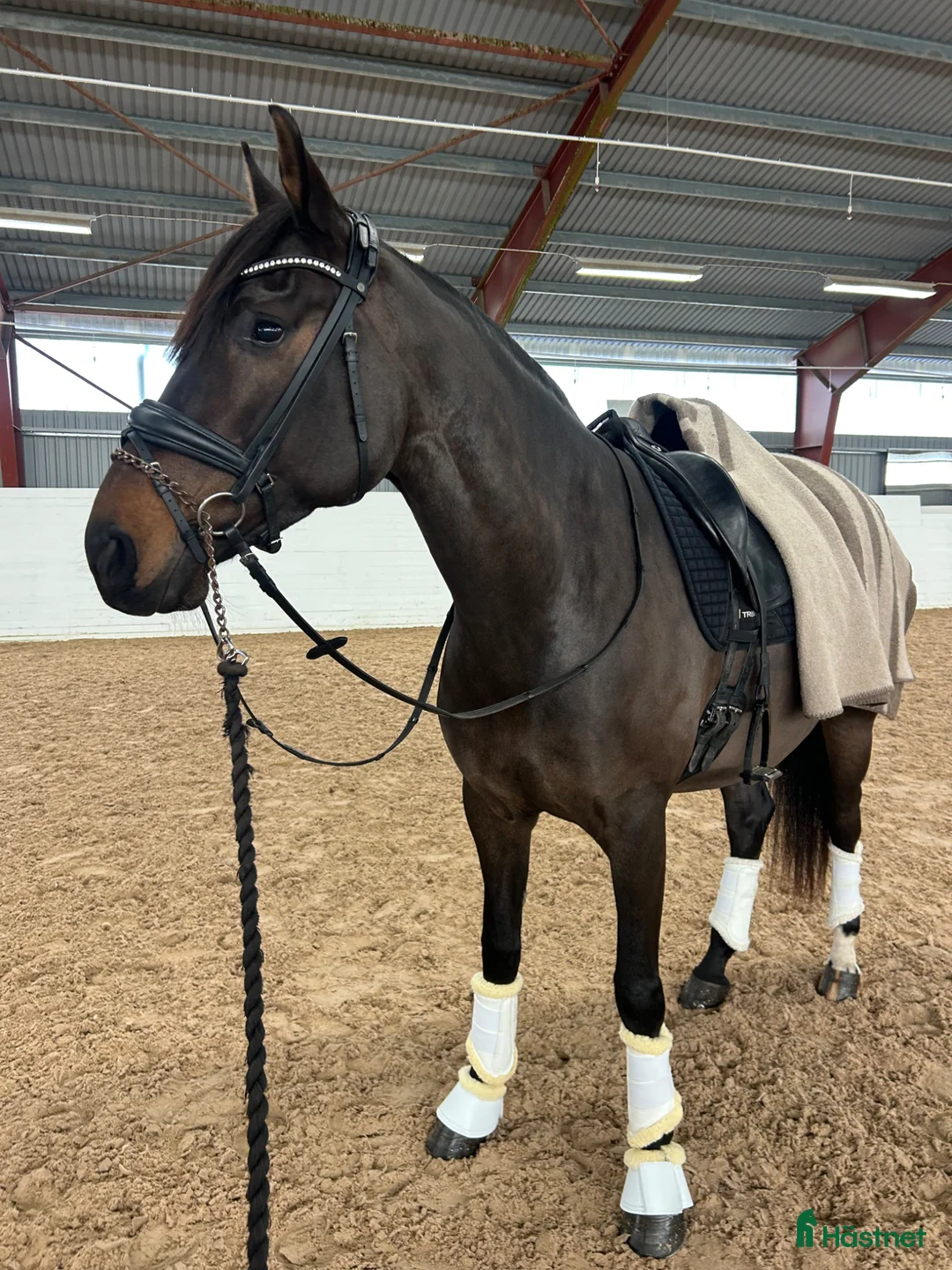  medryttarhäst finnes: Betalande medryttare  i Norrköping - Annons 2