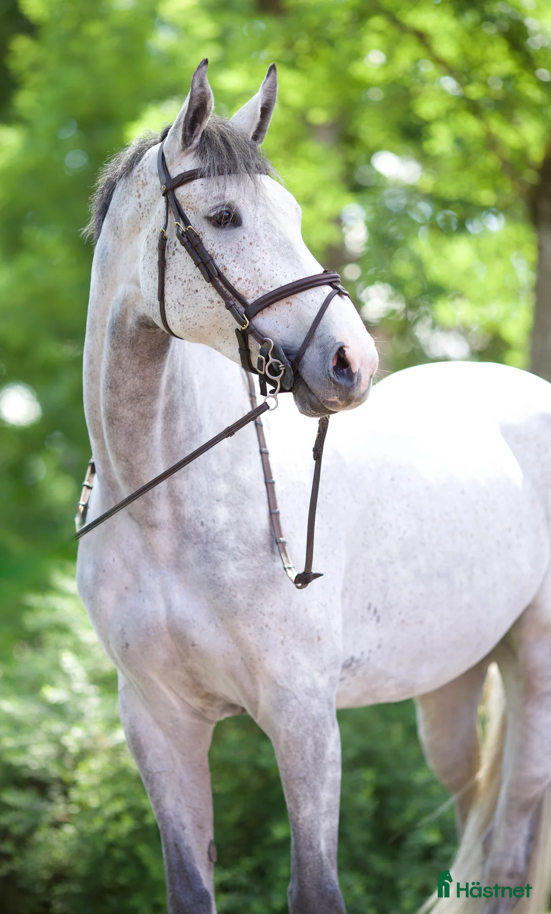 Hoppning hästar till salu: Sto med världens största hjärta! i Kungsängen - Annons 1