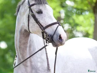 hästar Sto med världens största hjärta! i Kungsängen - Annons 12