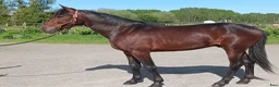 Trav hästar till salu: Fin 2-årig hingst i Örebro - Annons 5