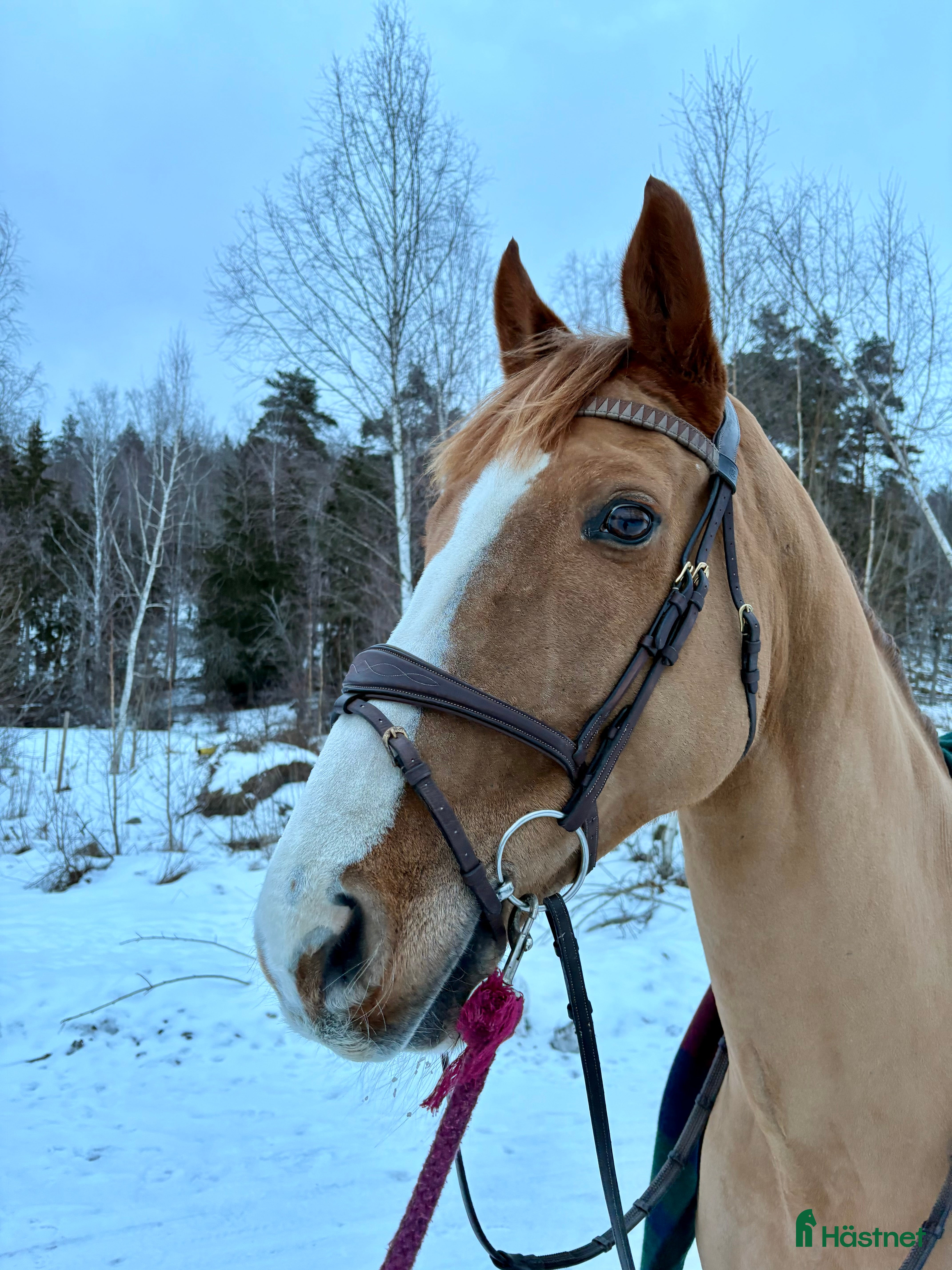 Träns hästutrustning Dyon träns i Sigtuna - Annons 17