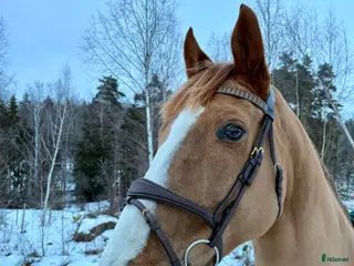 Träns hästutrustning Dyon träns i Sigtuna - Annons 17