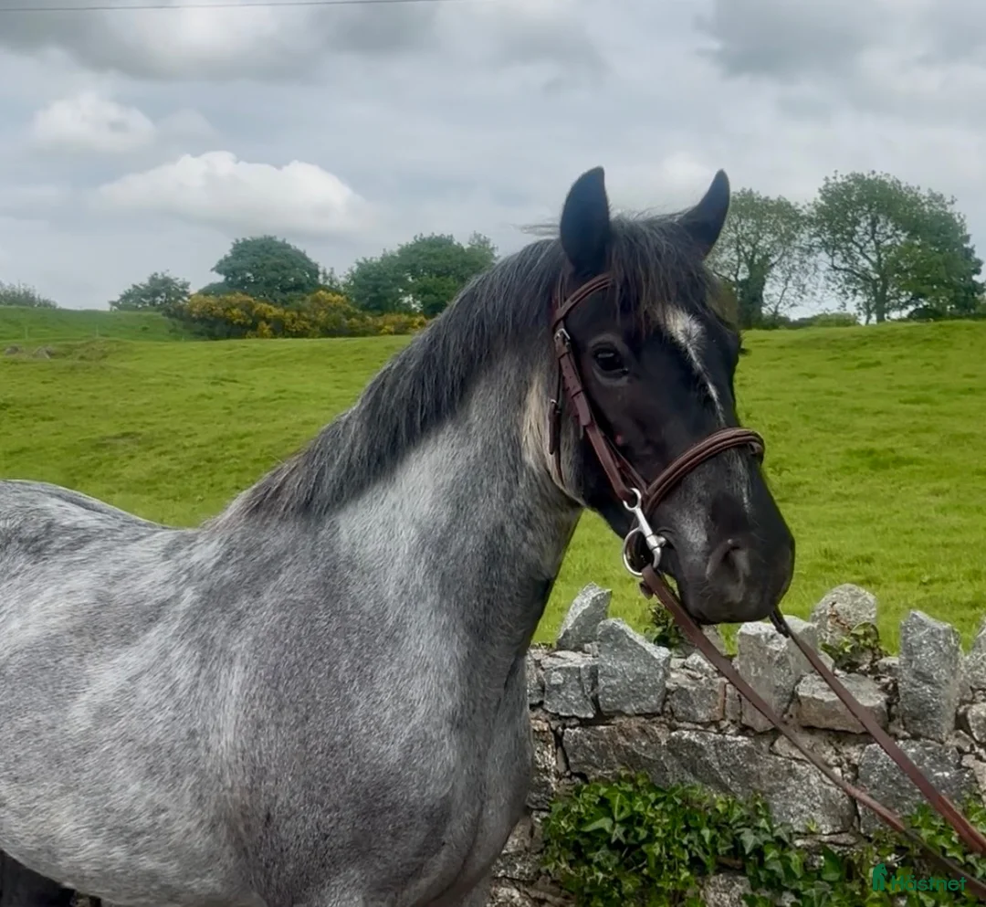 Allround hästar till salu: Stunning Irish Cob - Annons 6