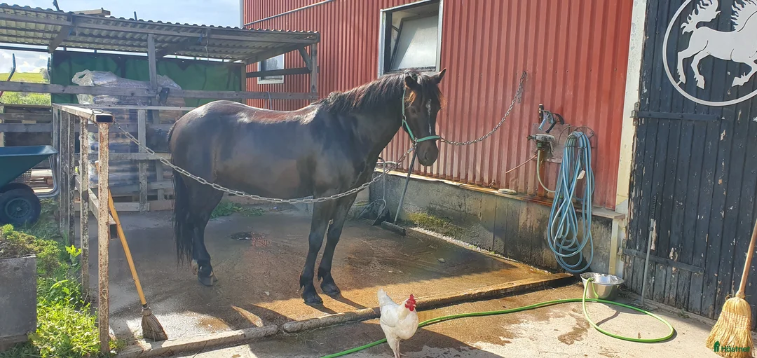 Hoppning hästar till salu: Ponny med härlig personlighet söker ny bästa vän i Malmö - Annons 17