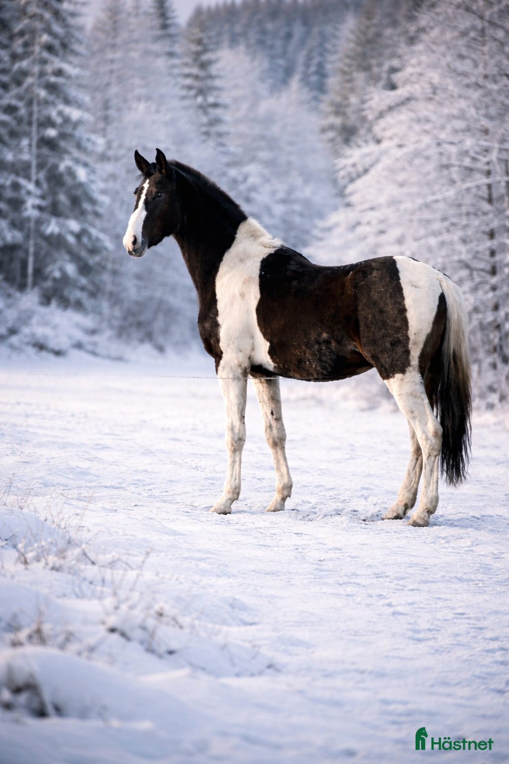  hästar Unghästar 1-3 år - Annons 6