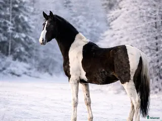 hästar Unghästar 1-3 år - Annons 6