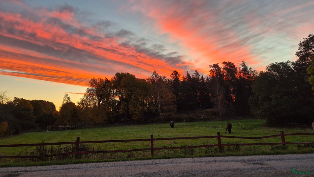  stallplats finnes: Boxplats i litet kollektiv i Vårsta  i Grödinge - Annons 2