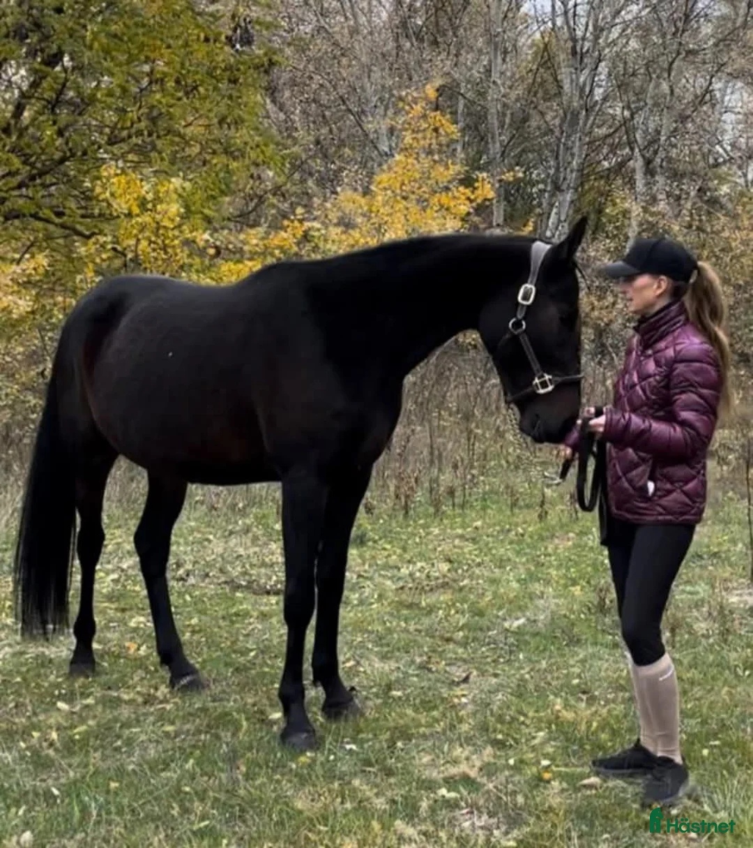 Trav hästar till salu: German mare  - Annons 2