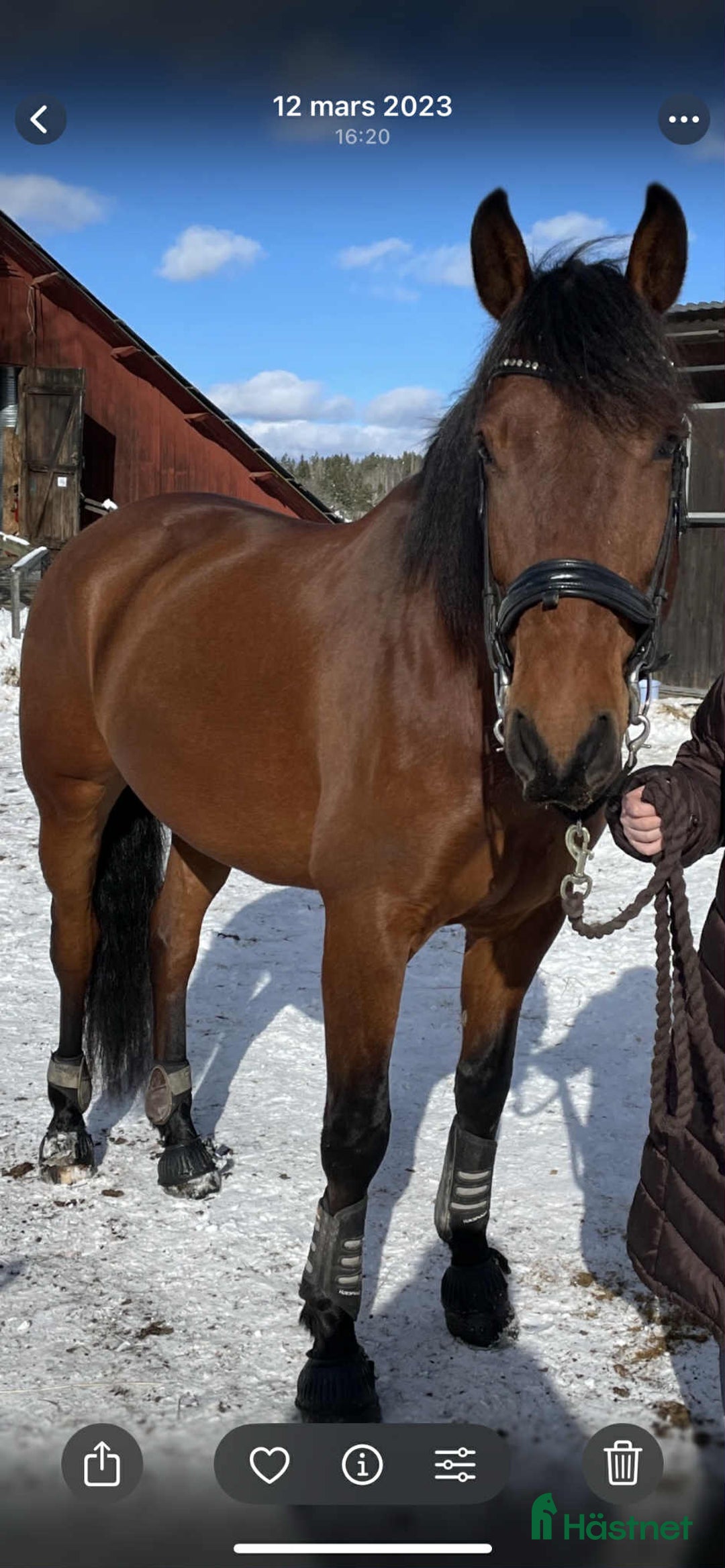 Allround hästar till salu: Lasse söker hem med uteritter och ev körning i Åkersberga - Annons 4