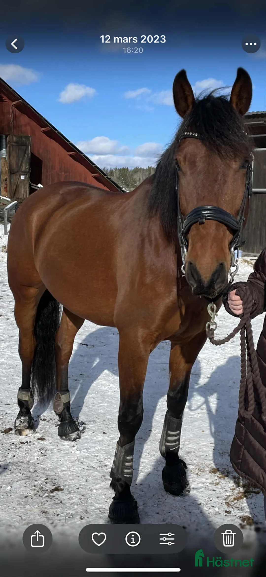 Allround hästar till salu: Lasse söker hem med uteritter och ev körning - Annons 4