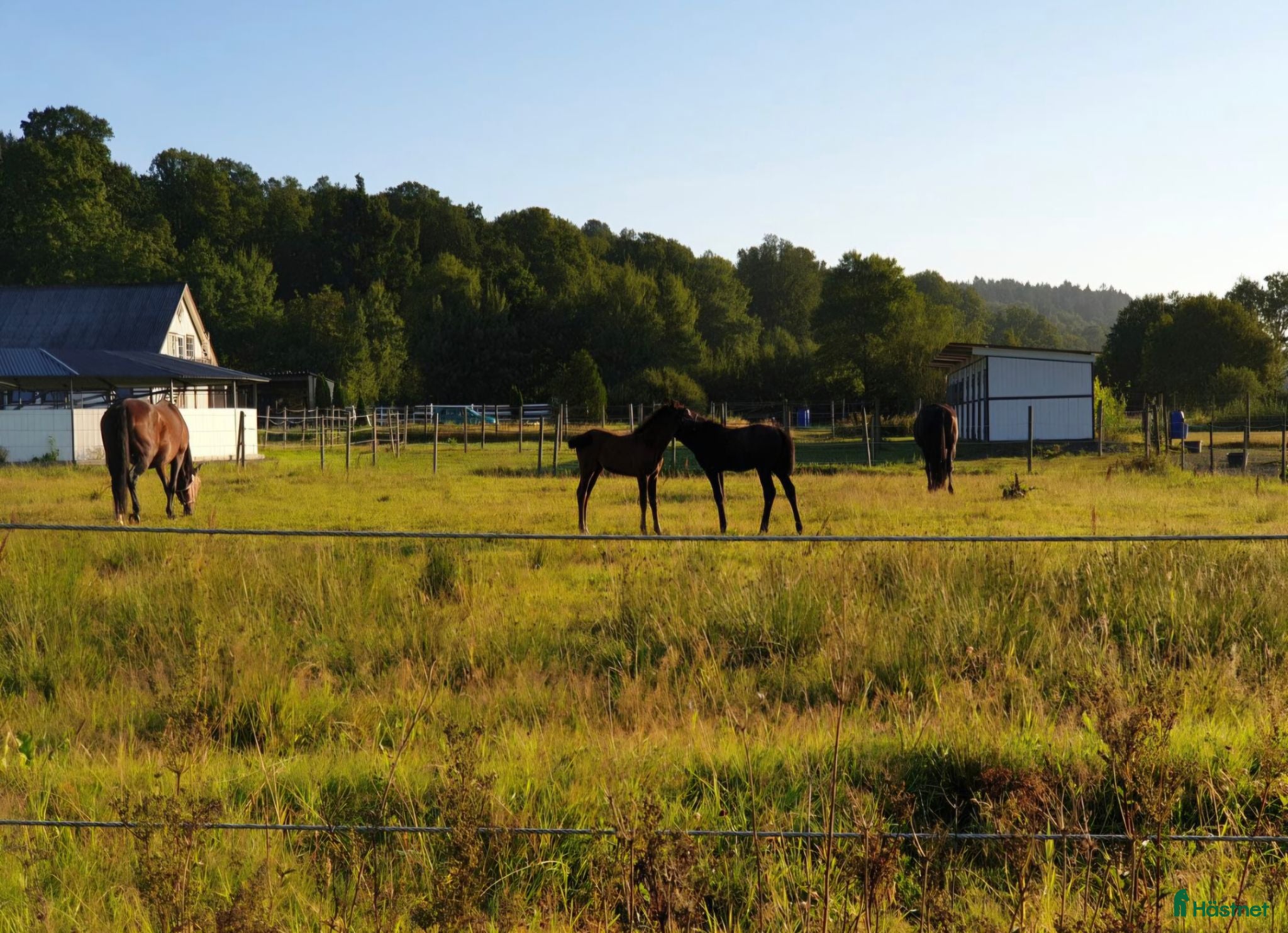  stallplats 🐴 LEDIGA STALLPLATSER – HORRED 🐴 - Annons 5