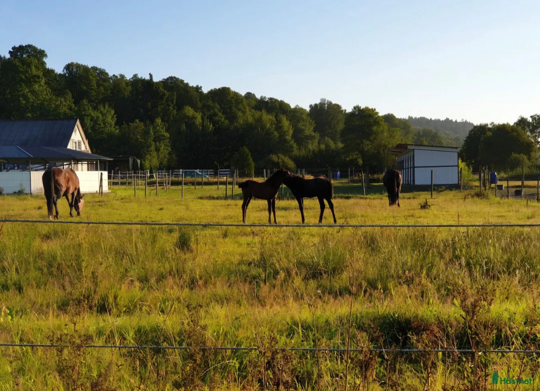  stallplats finnes: 🐴 LEDIGA STALLPLATSER – HORRED 🐴 - Annons 1