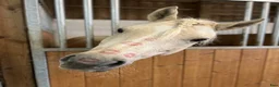 Allround hästar till salu: Lyxig Welsh cob, framtida tävlingsponny! - Annons 4