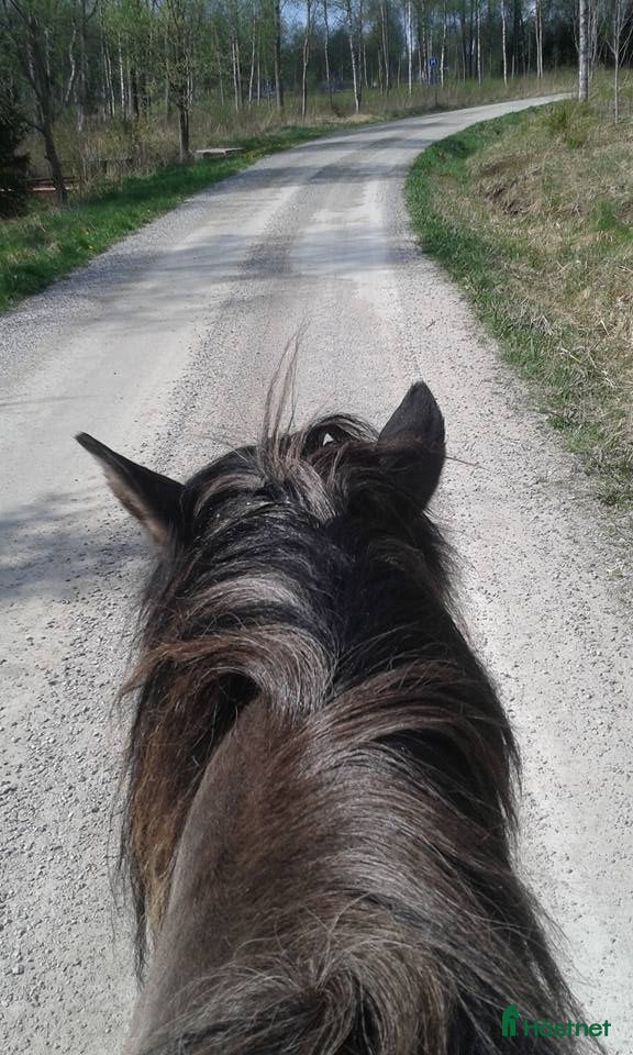  hästar Större islandshäst i Bäckefors - Annons 4