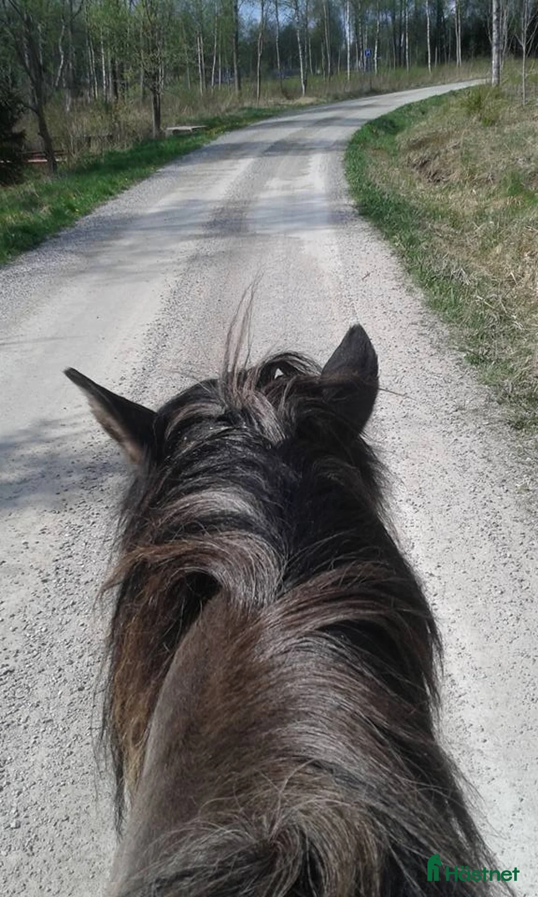Island hästar sökes: Större islandshäst i Bäckefors - Annons 1