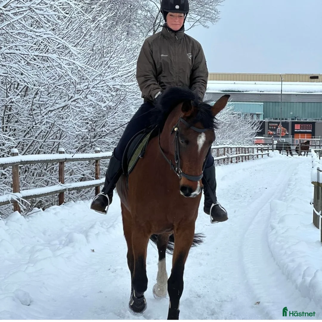 Allround hästar till salu: Vienna i Norrköping - Annons 6