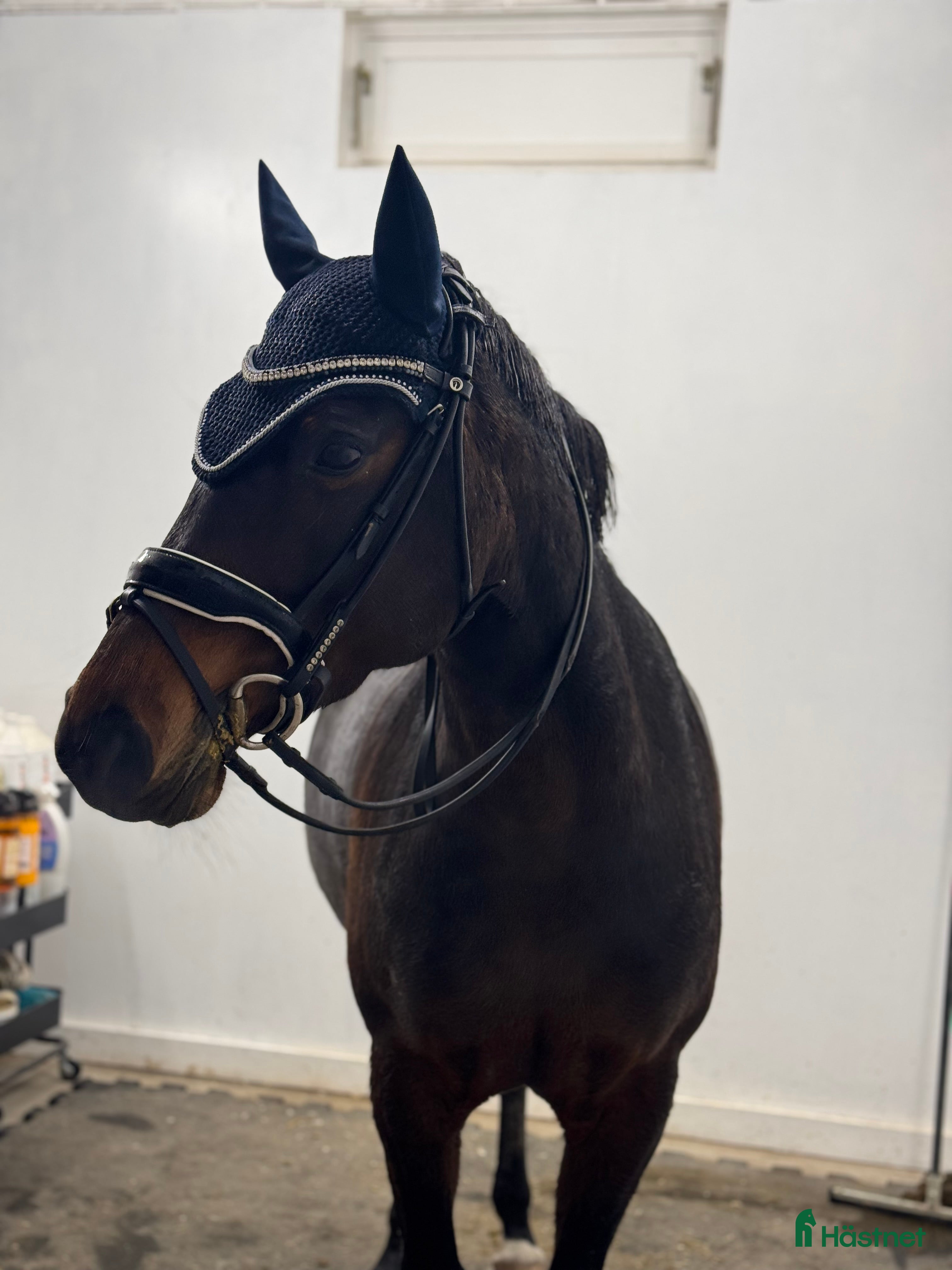  hästar Jättefin ponny tillsalu❤️ - Annons 6