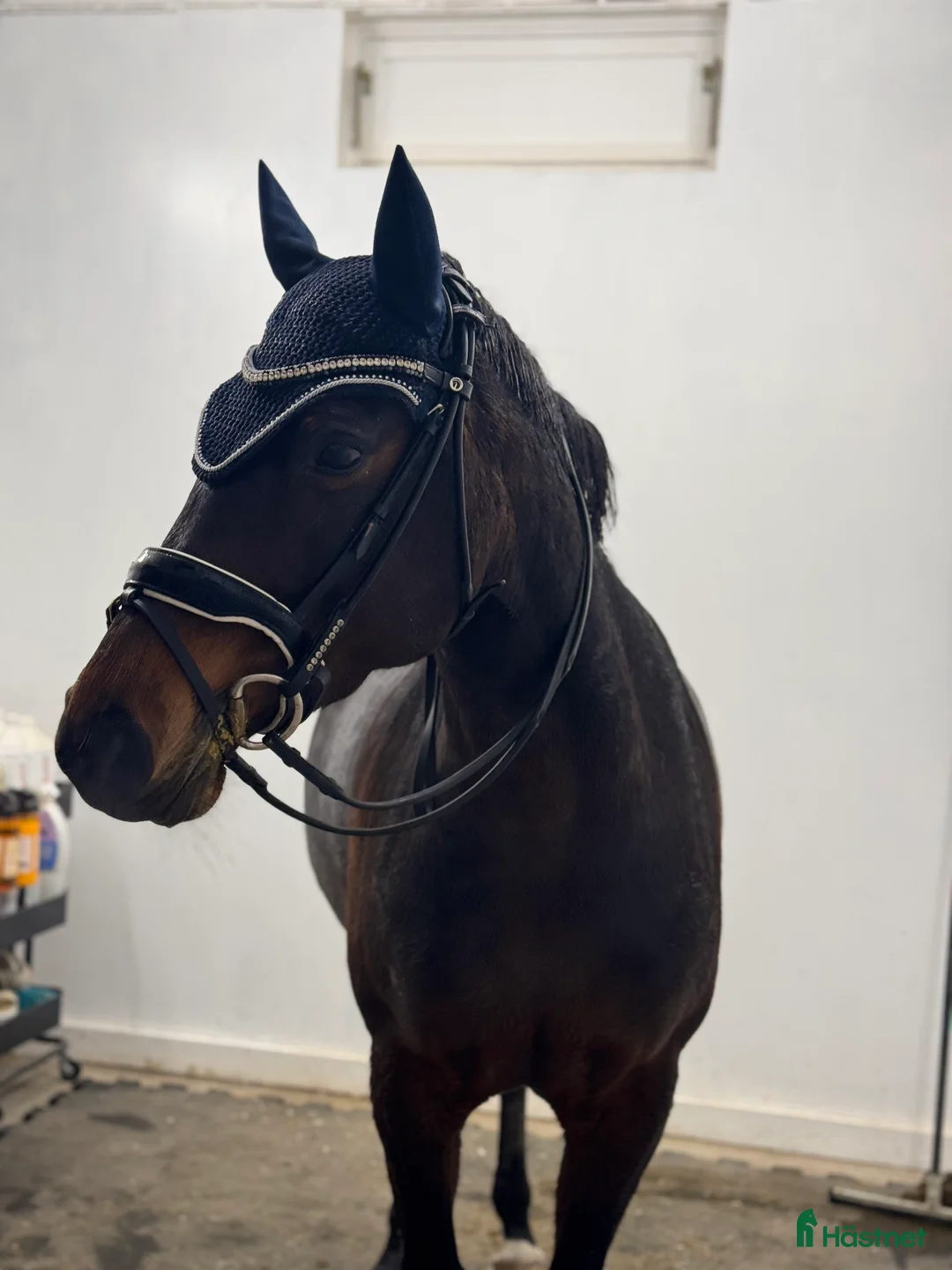 Dressyr hästar till salu: Jättefin ponny tillsalu❤️ - Annons 2