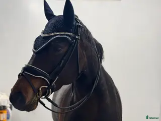 hästar Jättefin ponny tillsalu❤️ - Annons 6