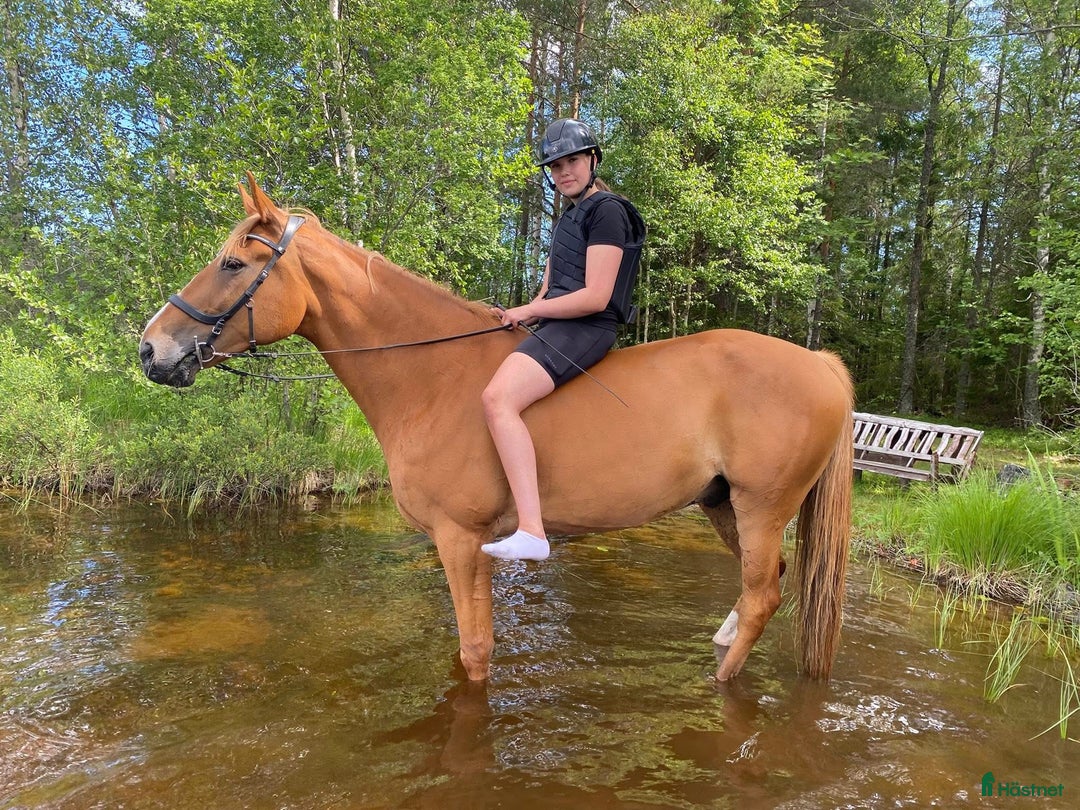 Allround hästar till salu: Mångsidig valack  i Bergby - Annons 5