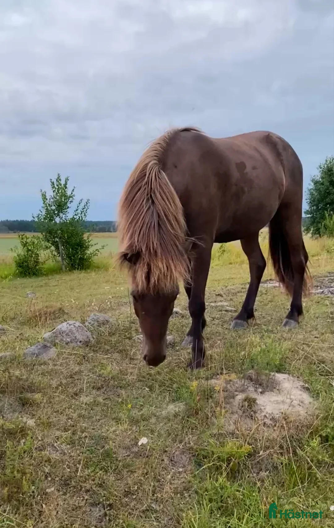 Island hästar till salu: Ragnar från Nord, 6-årig femgångare - Annons 4