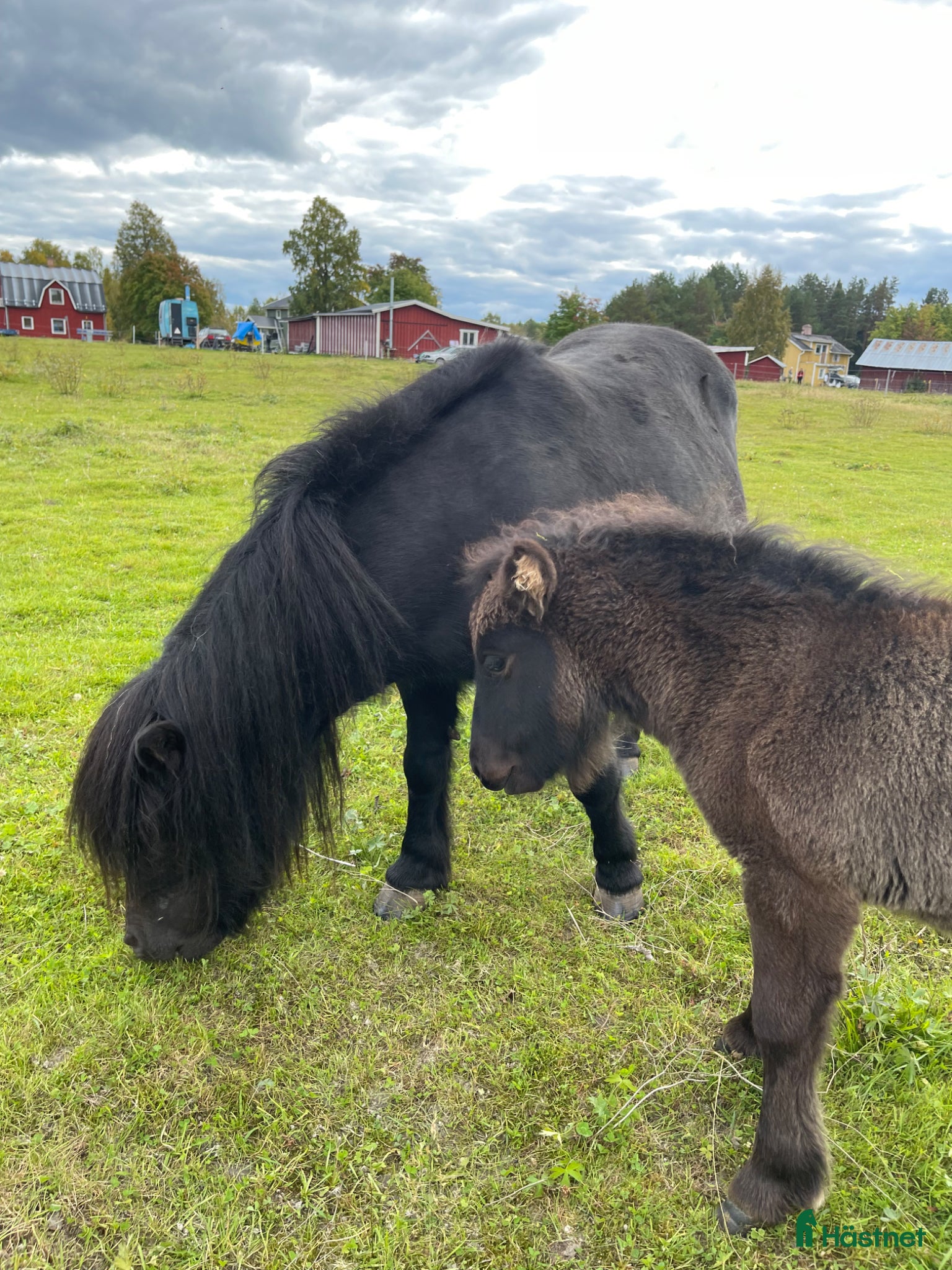  hästar Finaste barnponnyn  - Annons 2