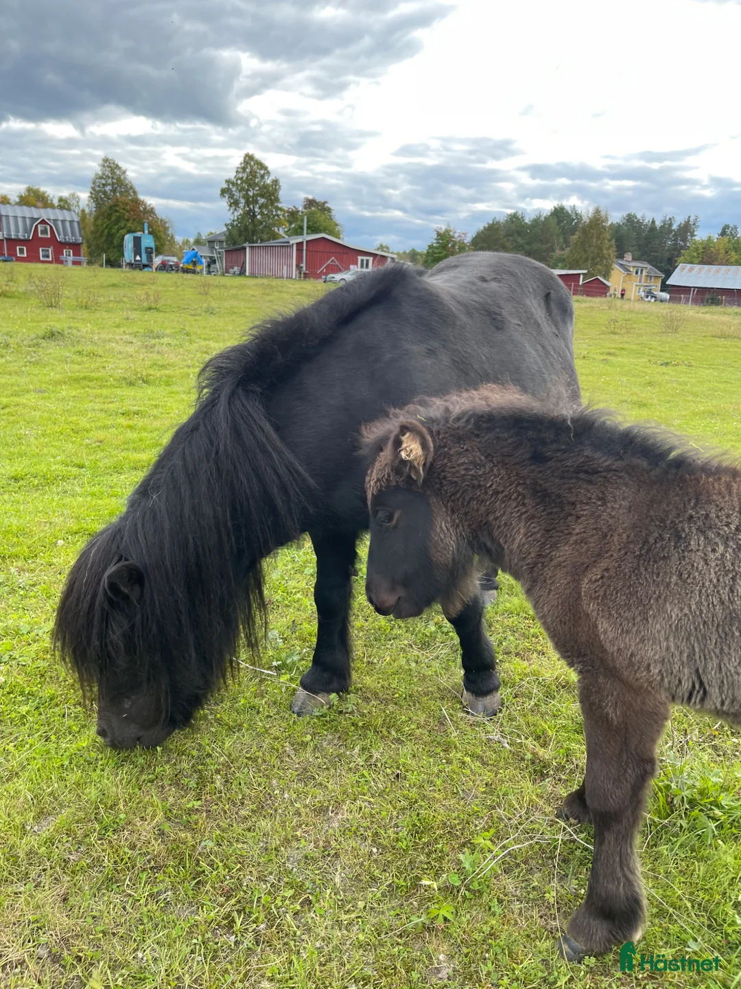 Allround hästar till salu: Finaste barnponnyn  - Annons 2