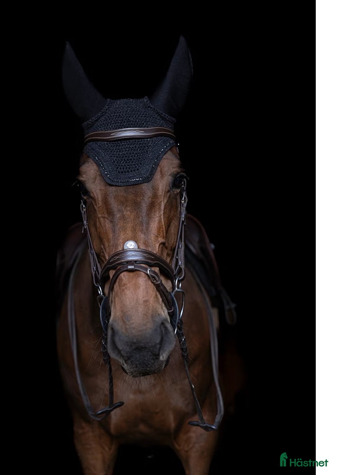 Hoppning hästar till salu: Snill spranghest med stor kapasitet i Nittedal - Annons 3