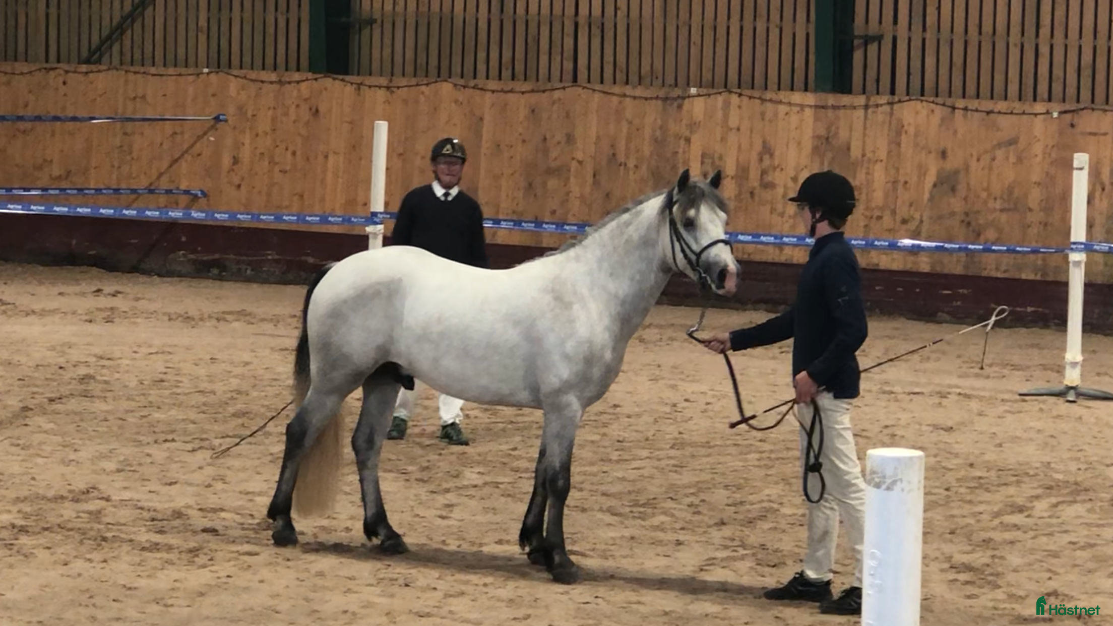  hästar Lovande 3-åring i Förslöv - Annons 14