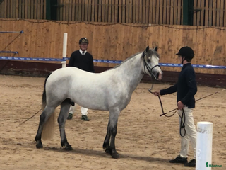 Allround hästar till salu: Lovande 3-åring i Förslöv - Annons 1
