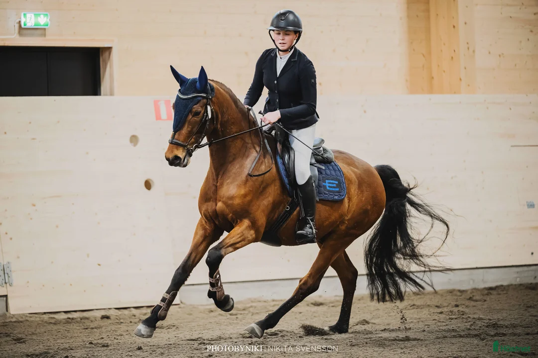 Allround hästar till salu: Trevlig allroundvalack  - Annons 2