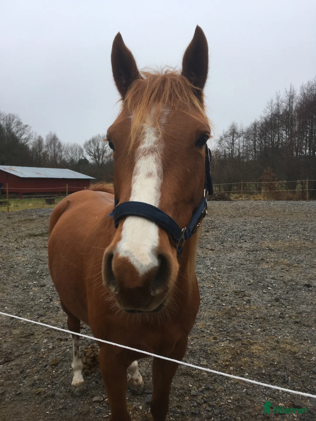 Western hästar till salu: Paintkorsning *reserverad* - Annons 1